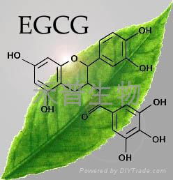 (-)-表沒食子儿茶素沒食子酸酯EGCG單體