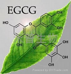 EGCG