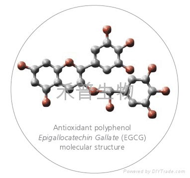 (-)-表没食子儿茶素没食子酸酯EGCG单体 2