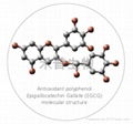 (-)-表没食子儿茶素没食子酸酯EGCG单体 2