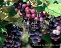 Grape Seed Extract 95％ 1