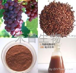 Grape Seed Extract 95％ 2