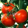 番茄提取物（番茄紅素）5％