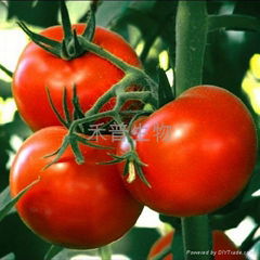 Lycopene5％