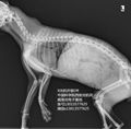寵物用DR動物用DR便攜X光機動物X光機手提式GDX