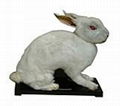 兔外形標本  1