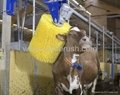 roller brush for cow cleaning