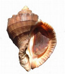 TOPSHELL MEAT (RAPANA VENOSA)