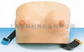 乳房自检模型 1