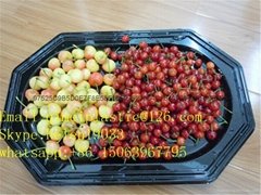 Disposable PP Blister Plastic Food Container Tray
