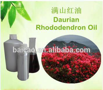 Daurian rhododendron oil