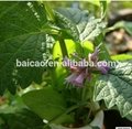 100%Natural distilled Patchouli essential oil gold China supplier 3