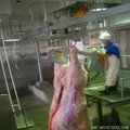Cattle Abattoir (slaughter) Half Carcass Band Splitting Saw 5