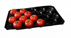 China Manufacturer 39x59cm Plastic PP Tomato Tray 