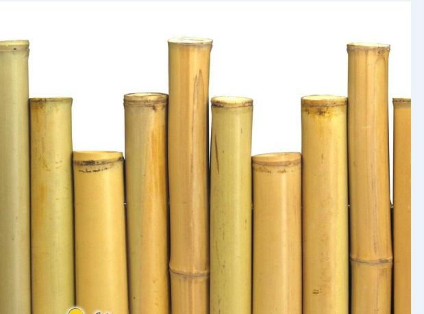 bamboo poles 3