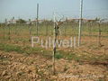 Fiberglass stakes, nursery stakes, vineyard stakes 2