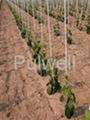 Fiberglass stakes, nursery stakes, vineyard stakes