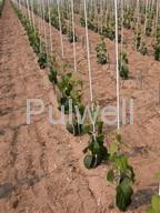 Fiberglass stakes, nursery stakes, vineyard stakes