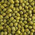 Green Mung Bean 1