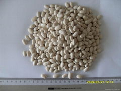 White Kidney Bean - Square type