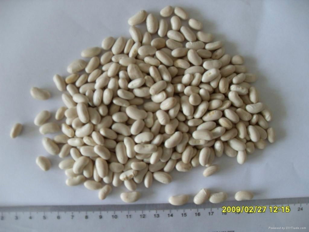 White Kidney Bean- Spanish Type 1