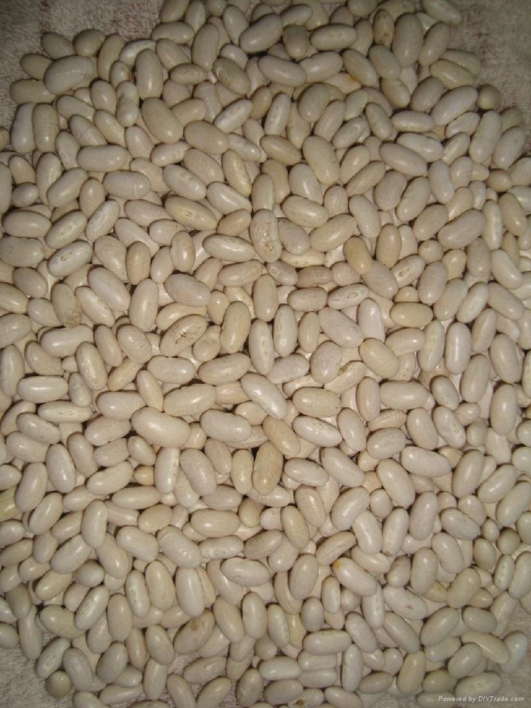 White Kidney Bean - Japan Type