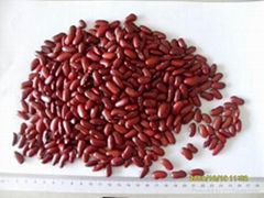 Dark Red Kidney Bean