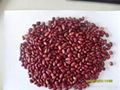 Small Red Kidney Bean