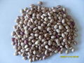Light Speckled Kidney Bean- Round Shape 1