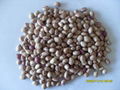 Light Speckled Kidney Bean- Round Shape