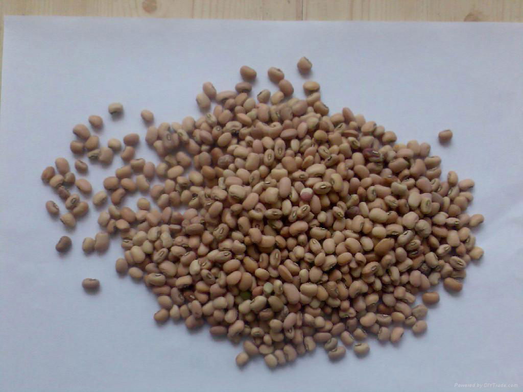 Cowpea