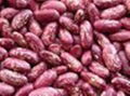 Purple Speckled Kidney Bean