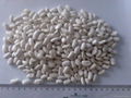 White Kidney Bean - Japan Type 3