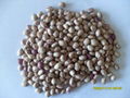 Light Speckled Kidney Bean - Oval Shape 3