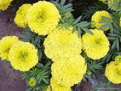 Marigold oleoresin/xanthophyll