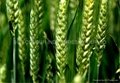 Wheat plumule oil/Wheat-germ oil