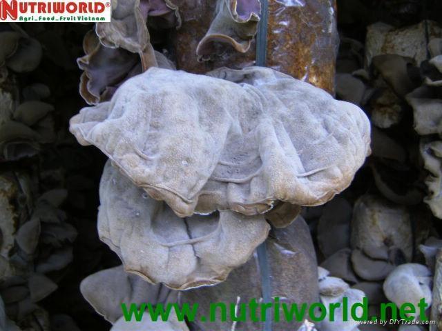 DRIED BLACK FUNGUS 5