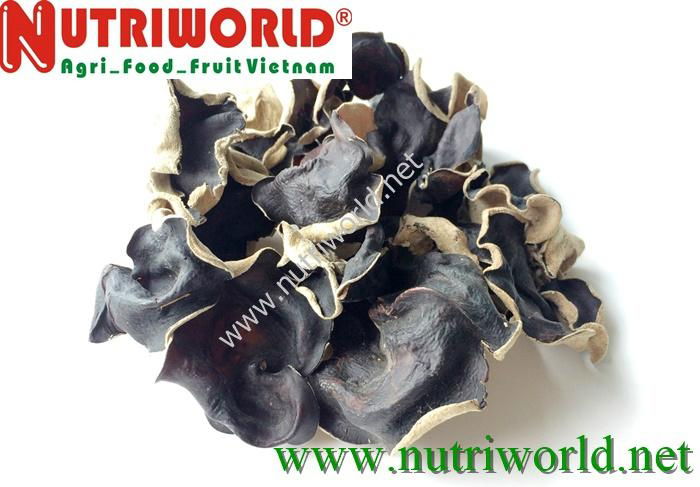 Black Fungus mushroom 2