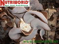Black Fungus mushroom 3