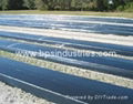 Plastic Mulch Film  2