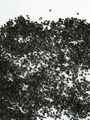 activated carbon 2