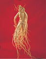 Certified Organic Panax Ginseng Roots