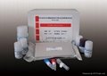 鸡传染性法氏囊病毒VP2蛋白抗体检测试剂盒 1