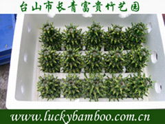 lucky bamboo---Tower