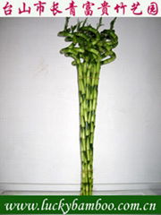 lucky bamboo---Spiral