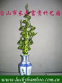 lucky bamboo---spiral 1