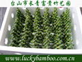 lucky bamboo---pyramid