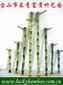 lucky bamboo---straight bamboo 1