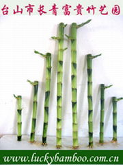 lucky bamboo---straight bamboo