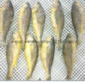 IQF Yellow Croaker